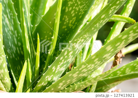 Aloe vera plant care and growth tips home garden gardening guide indoor close-up wellness benefits Aloe vera plant care and growth tips home garden gardening guide indoor close-up wellness benefits 127413921