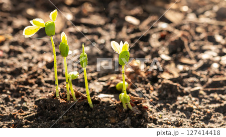 New plant growth garden soil nature sunlit environment close-up view life cycle concept New plant growth garden soil nature sunlit environment close-up view life cycle concept 127414418