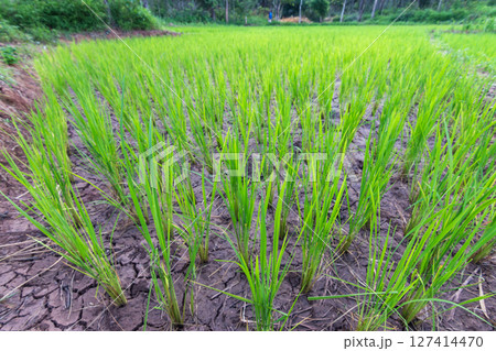 Growing rice in lush fields rural area nature vibrant environment wide angle agriculture concept Growing rice in lush fields rural area nature vibrant environment wide angle agriculture concept 127414470