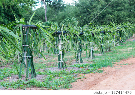 Dragon fruit farming techniques tropical landscape agricultural content green environment ground level view 127414479