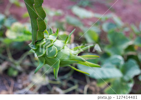 Exploring the growth of dragon fruit organic farm close-up shot outdoor setting nature's beauty 127414481