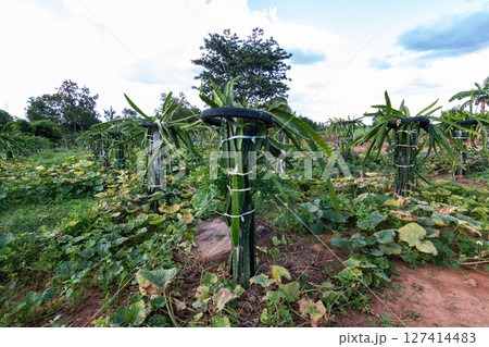Exploring sustainable farming methods in tropical fields aerial views of eco-friendly practices Exploring sustainable farming methods in tropical fields aerial views of eco-friendly practices 127414483