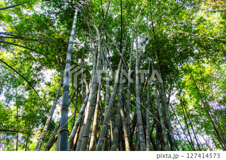 Exploring bamboo forests nature's green oasis tranquil environment aerial view serenity of growth 127414573