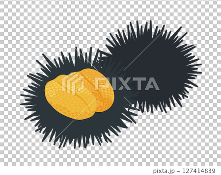 トゲトゲのからの上に載っているウニのイラスト 127414839