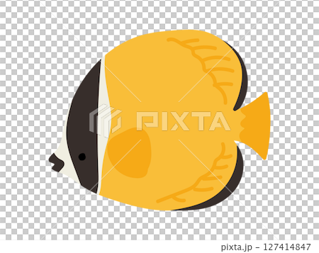 手描きの可愛いシンプルなチョウチョウウオのイラスト 127414847