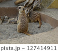 動物園 警戒するミーアキャット 127414911