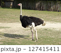 動物園 ダチョウ 127415411
