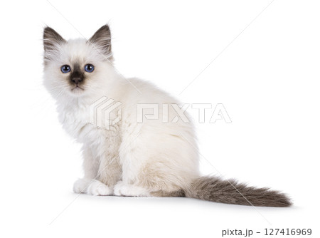 Sacred Birman kitten on white 127416969