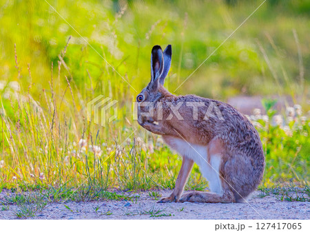 Funny looking Hare - Lepus europaeusin the field. Funny looking Hare - Lepus europaeusin the field. 127417065