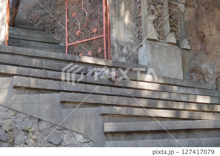 インドネシア　ペムテランの猿 127417079