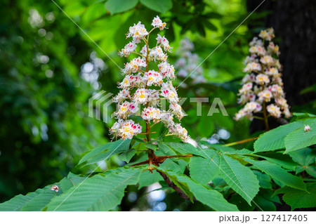 Vibrant blossoms of horse chestnut flowers showcasing detailed natural patterns, set against a blurred green background, highlighting the delicate beauty and intricate symmetry of nature. 127417405