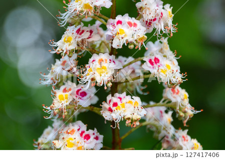 Vibrant blossoms of horse chestnut flowers showcasing detailed natural patterns, set against a blurred green background, highlighting the delicate beauty and intricate symmetry of nature. 127417406