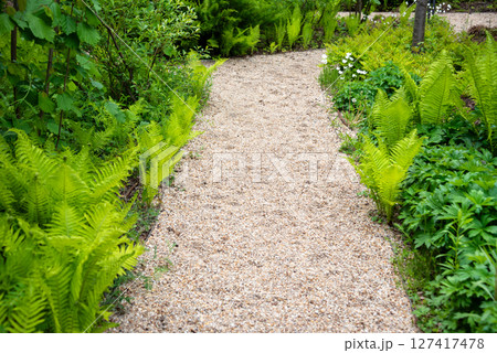 Close-up of vibrant green fern foliage illuminated by sunshine, showcasing detailed patterns and textures in a fresh and lively forest atmosphere. Close-up of vibrant green fern foliage illuminated by sunshine, showcasing detailed patterns and textures in a fresh and lively forest atmosphere. 127417478