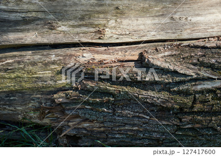 Tree Trunk Closeup Tree Trunk Closeup 127417600