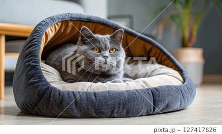 A cozy gray cat relaxes in a convertible cat bed that can easily transform into a flat resting area, enhancing comfort in the living room 127417826