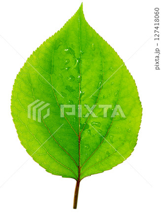 Vibrant green leaf showing water droplets on white background 127418060