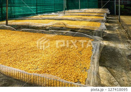 Golden coffee beans drying in the sun under mesh nets at a Vietnamese coffee processing farm Golden coffee beans drying in the sun under mesh nets at a Vietnamese coffee processing farm 127418095