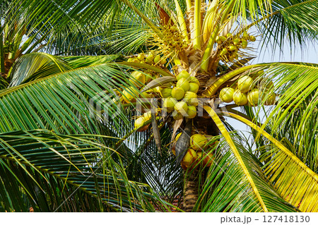 Closeup of green coconuts growing on palm tree with lush tropical leaves and a sunny sky background Closeup of green coconuts growing on palm tree with lush tropical leaves and a sunny sky background 127418130