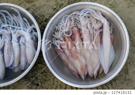 Freshly caught squid in metal bowls on sandy ground, ready for market at Vietnamese coastal village 127418132