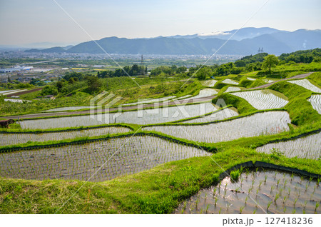 【姨捨の棚田】田植えされた水田【千曲市】 127418236