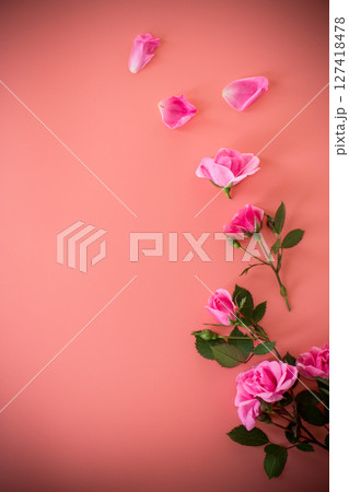 Delicate roses on pink background with copy-space Delicate roses on pink background with copy-space 127418478