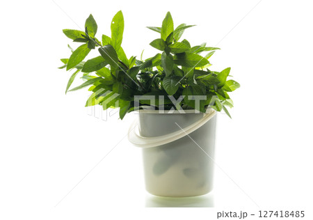 bucket with green mint on white background 127418485