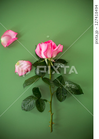 Delicate pink rose bud on green background Delicate pink rose bud on green background 127418494