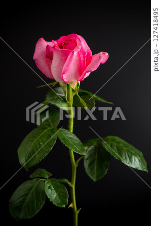 Single rose flower on black background Single rose flower on black background 127418495
