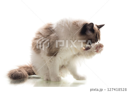 White background, long-haired Ragdoll cat lies calmly White background, long-haired Ragdoll cat lies calmly 127418528