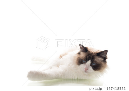 Well-groomed purebred Ragdoll cat on clean background Well-groomed purebred Ragdoll cat on clean background 127418531