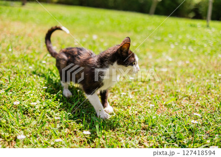 Curious tabby cat standing by tree in sunny park 127418594