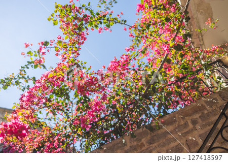 Blooming bougainvillea spills over a stone balcony under a clear sky. Summer travel, Mediterranean flora, and architectural serenity in historic towns. 127418597
