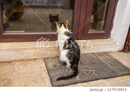 Curious cat gazes through glass door. Home longing, animal behavior, and cozy domestic atmosphere. Curious cat gazes through glass door. Home longing, animal behavior, and cozy domestic atmosphere. 127418653
