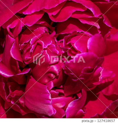 Close-up of vibrant magenta petals of a blooming flower Close-up of vibrant magenta petals of a blooming flower 127418657