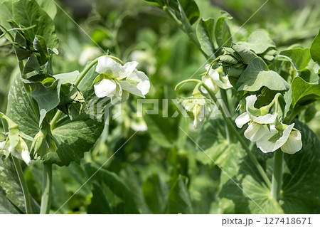 Green pea plants with white flowers in a lush sunny garden 127418671