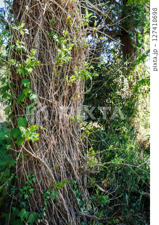 新緑の季節の南阿蘇村湧水地（明神池名水公園） 127418698