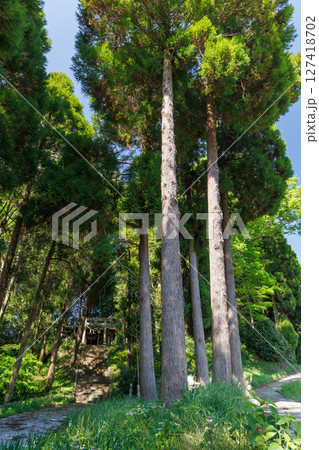 新緑の季節の南阿蘇村湧水地（明神池名水公園） 127418702