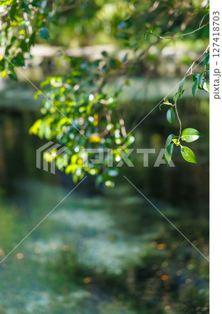 新緑の季節の南阿蘇村湧水地（明神池名水公園） 127418703