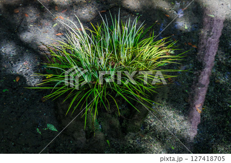 新緑の季節の南阿蘇村湧水地(明神池名水公園) 新緑の季節の南阿蘇村湧水地(明神池名水公園) 127418705