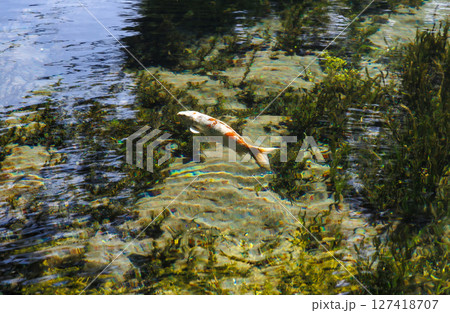 新緑の季節の南阿蘇村湧水地（明神池名水公園） 127418707