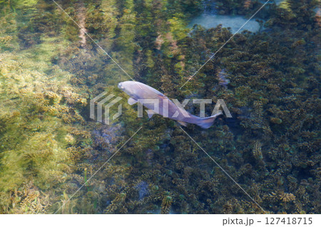 新緑の季節の南阿蘇村湧水地（明神池名水公園） 127418715