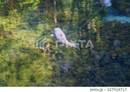 新緑の季節の南阿蘇村湧水地（明神池名水公園） 127418717