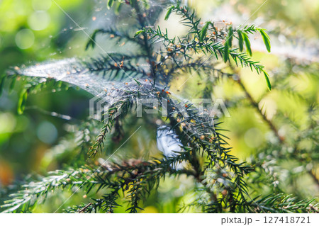 新緑の季節の南阿蘇村湧水地（明神池名水公園） 127418721