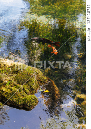 新緑の季節の南阿蘇村湧水地(明神池名水公園) 新緑の季節の南阿蘇村湧水地(明神池名水公園) 127418732