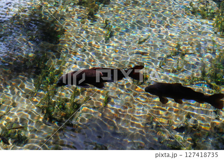 新緑の季節の南阿蘇村湧水地(明神池名水公園) 新緑の季節の南阿蘇村湧水地(明神池名水公園) 127418735