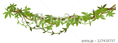 Evergreen climbing plant. Cartoon rainforest liana vines, jungle liana plants, tropical climbing ivy creepers flat vector illustration. Exotic ivy creeper 127418737