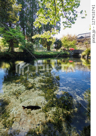 新緑の季節の南阿蘇村湧水地（明神池名水公園） 127418741