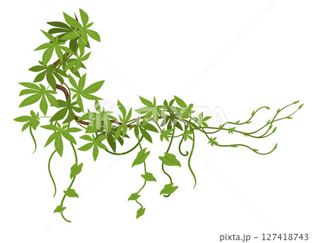 Jungle liana plants. Rainforest liana vines, tropical climbing ivy creepers, exotic ivy creeper flat vector illustration. Cartoon evergreen climbing plant Jungle liana plants. Rainforest liana vines, tropical climbing ivy creepers, exotic ivy creeper flat vector illustration. Cartoon evergreen climbing plant 127418743