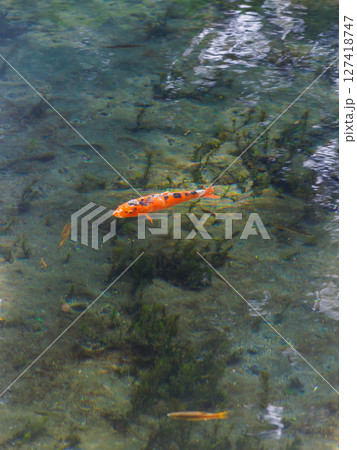 新緑の季節の南阿蘇村湧水地（明神池名水公園） 127418747