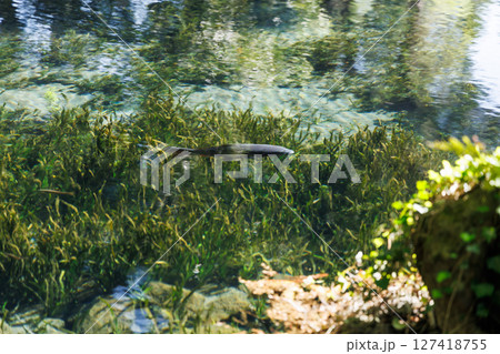 新緑の季節の南阿蘇村湧水地(明神池名水公園) 新緑の季節の南阿蘇村湧水地(明神池名水公園) 127418755